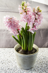 Hyacinths in a pot, blue and pink. Grey background.