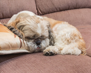 shih tzu on sofa