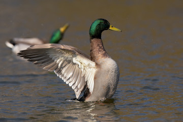 Fototapeta premium Mallard, Duck, Anas platyrhynchos
