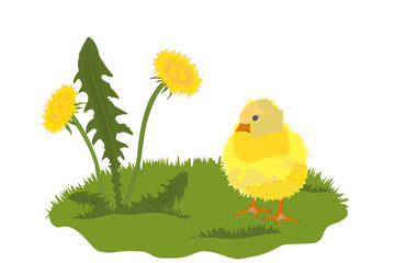 chicken and dandelion on green grass vector