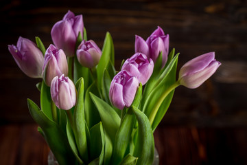 Purple tulips flowers