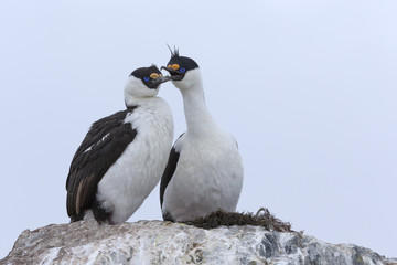 Antarctic shag, Phalacrocorax (atriceps) bransfieldensis, Antarctica.
Also caled: Blue-eyed shag. 
