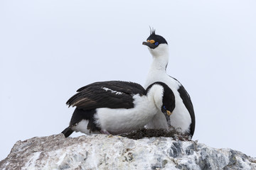 Fototapeta premium Antarctic shag, Phalacrocorax (atriceps) bransfieldensis, Antarctica. Also caled: Blue-eyed shag. 