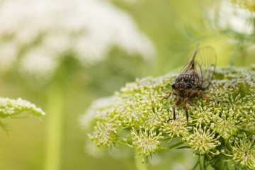 cicada resting on wild carrot flower head