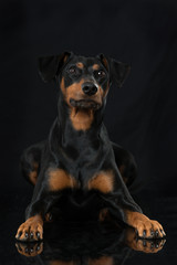 Pinscher