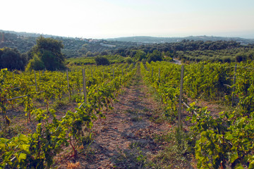 Fototapeta na wymiar Panoramic view of a vineyard in Crete, Greece.