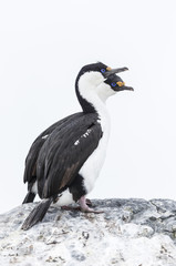 Antarctic shag, Phalacrocorax (atriceps) bransfieldensis, Antarctica.
Also caled: Blue-eyed shag. 