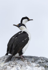 Antarctic shag, Phalacrocorax (atriceps) bransfieldensis, Antarctica.
Also caled: Blue-eyed shag. 