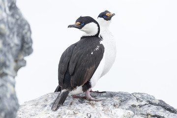 Fototapeta premium Antarctic shag, Phalacrocorax (atriceps) bransfieldensis, Antarctica. Also caled: Blue-eyed shag. 