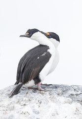 Antarctic shag, Phalacrocorax (atriceps) bransfieldensis, Antarctica.
Also caled: Blue-eyed shag. 