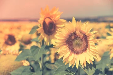 Photo sur Plexiglas Tournesol Sunflowers Field