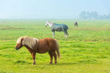 Naklejka na ściany i meble chestnut stallion grazing on green grass