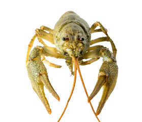 Live crayfish close up on a white background.