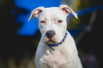 White American staffordshire terrier puppy Portrait