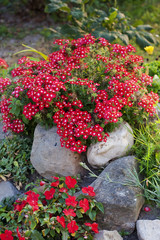 Fototapeta na wymiar Red flowers among stones in garden.
