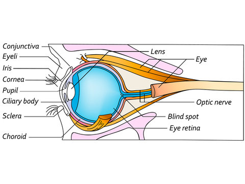 Anatomy of the eye, detailed illustration