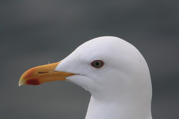 Seagull Eye