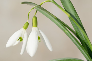 Snowdrop flowers blooming at the beginning of the spring.