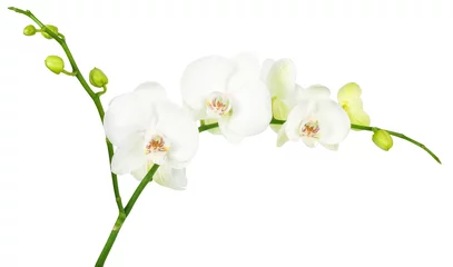 Papier Peint photo Lavable Orchidée orchidée isolé sur fond blanc avec clip path