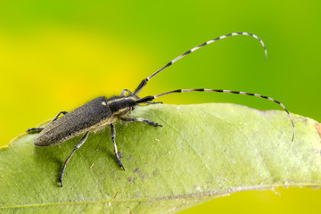 Longhorn beetle