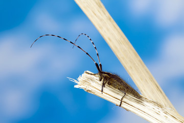 Longhorn beetle