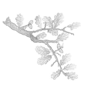 Oak leaves and acorns as vintage engraving nature vector illustration