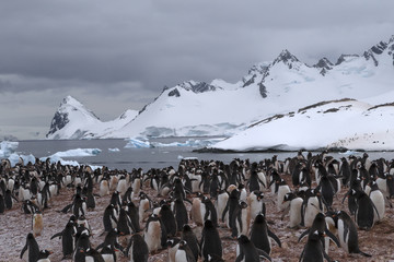 Gentoo Penguin colony, Antarctica. 