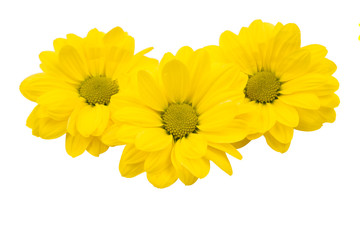 yellow chrysanthemum flowers isolated