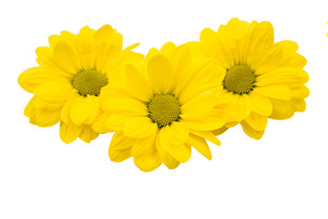 Obraz premium yellow chrysanthemum flowers isolated