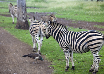 Fototapeta na wymiar Zebra herd in the pouring rain