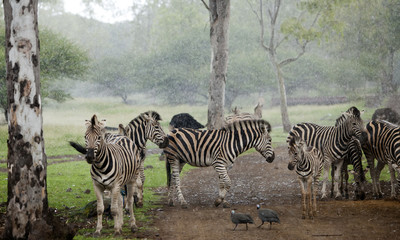 Fototapeta na wymiar Zebra herd in the pouring rain