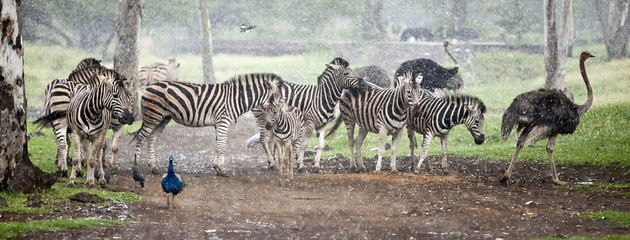 Zebra herd in the pouring rain