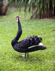 Obraz premium Black swan