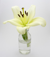 Blooming lily in glass jar with water on plain background.