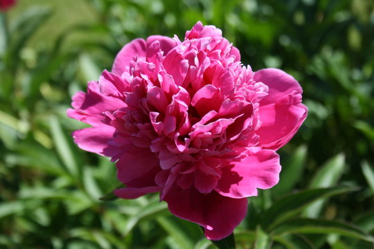 Fototapeta Pfingstrose, pink, Blume, Paeonia, Päonien
