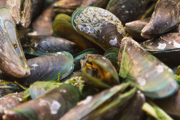 Raw Asian oysters close up