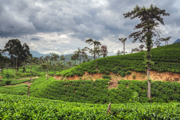 Fototapeta na wymiar Tea fields close to Nuwara Eliya, Sri Lanka.