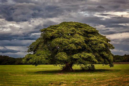 Guanacaste tree standing in the middle of field