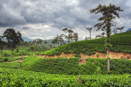 Tea fields close to Nuwara Eliya, Sri Lanka.