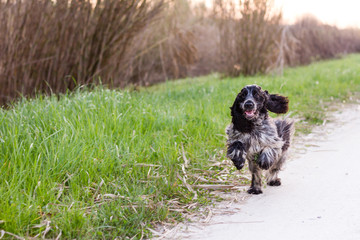 Cute English Cocker Spaniel running free on a country road at sunset