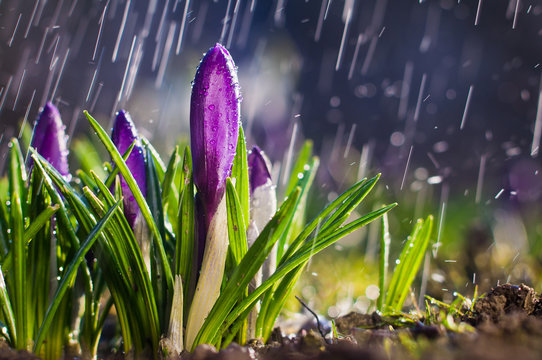 Fototapeta Spring flower blue purple crocuses on a sunny day in a spray of