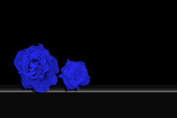 Rosas azules, fondo negro, flores