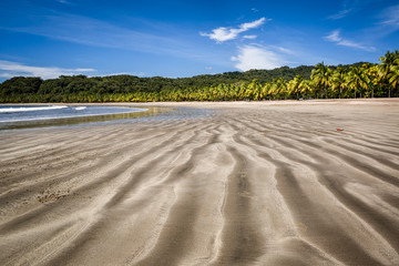 Fototapeta premium Palm trees on the Carrillo beach