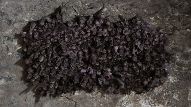 Group of bats hang on a wall in the dark cave