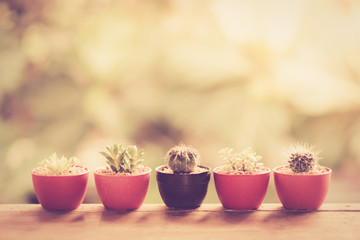 cactus and green succulent plant on wooden floor, vintage filter effect