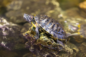 Portrait of a turtle