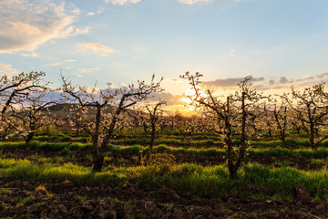 Dawn over the garden