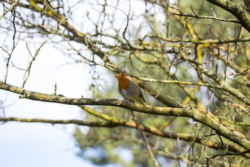 Robin Red Breast (Erithacus rubecula)