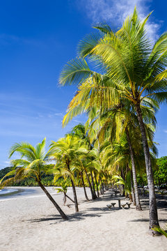 Palm trees on the Carrillo beach