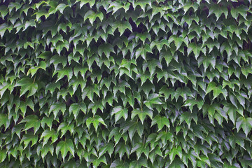 green leaves of wild grapes on a wall
